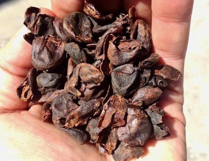 What is Cascara, and what should you do with it?