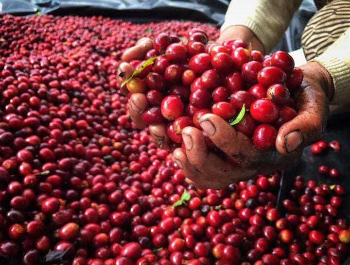Coffee Processing: An Introduction