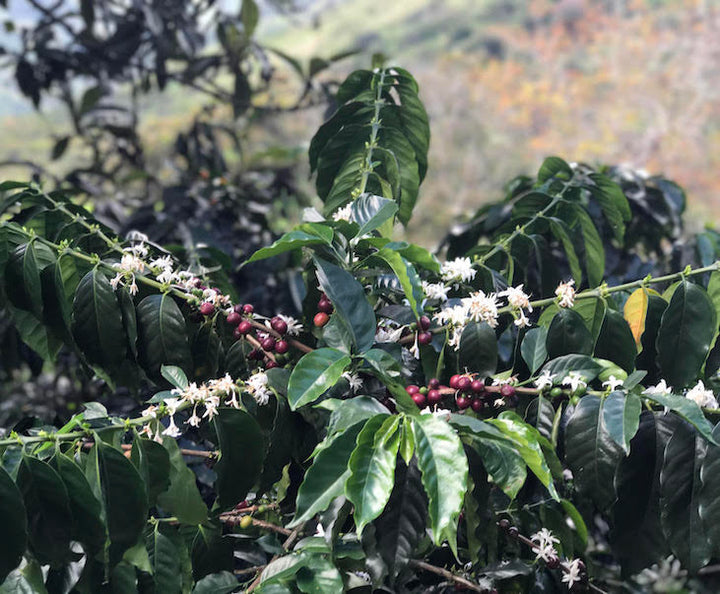 The globe-trotting history of two coffee varieties for International Coffee Day