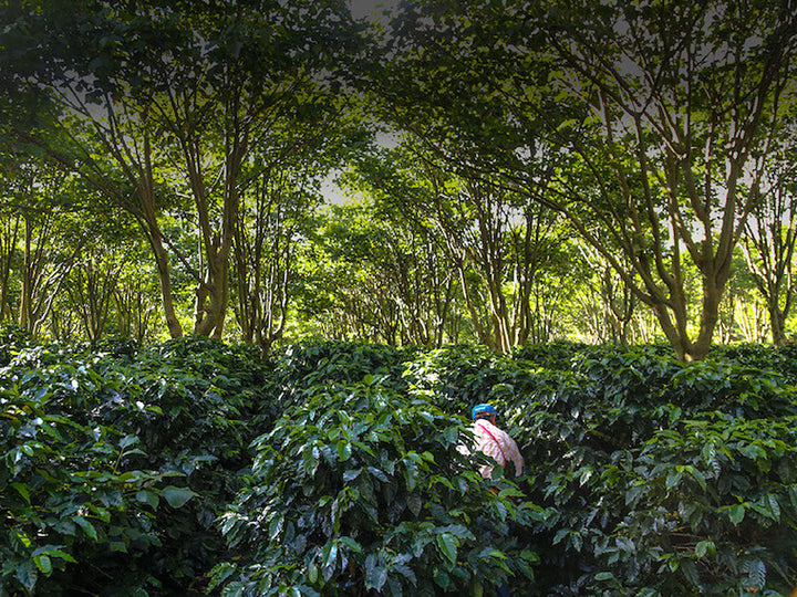 Marsellesa and Starmaya: "a potential sea change" for the coffee industry