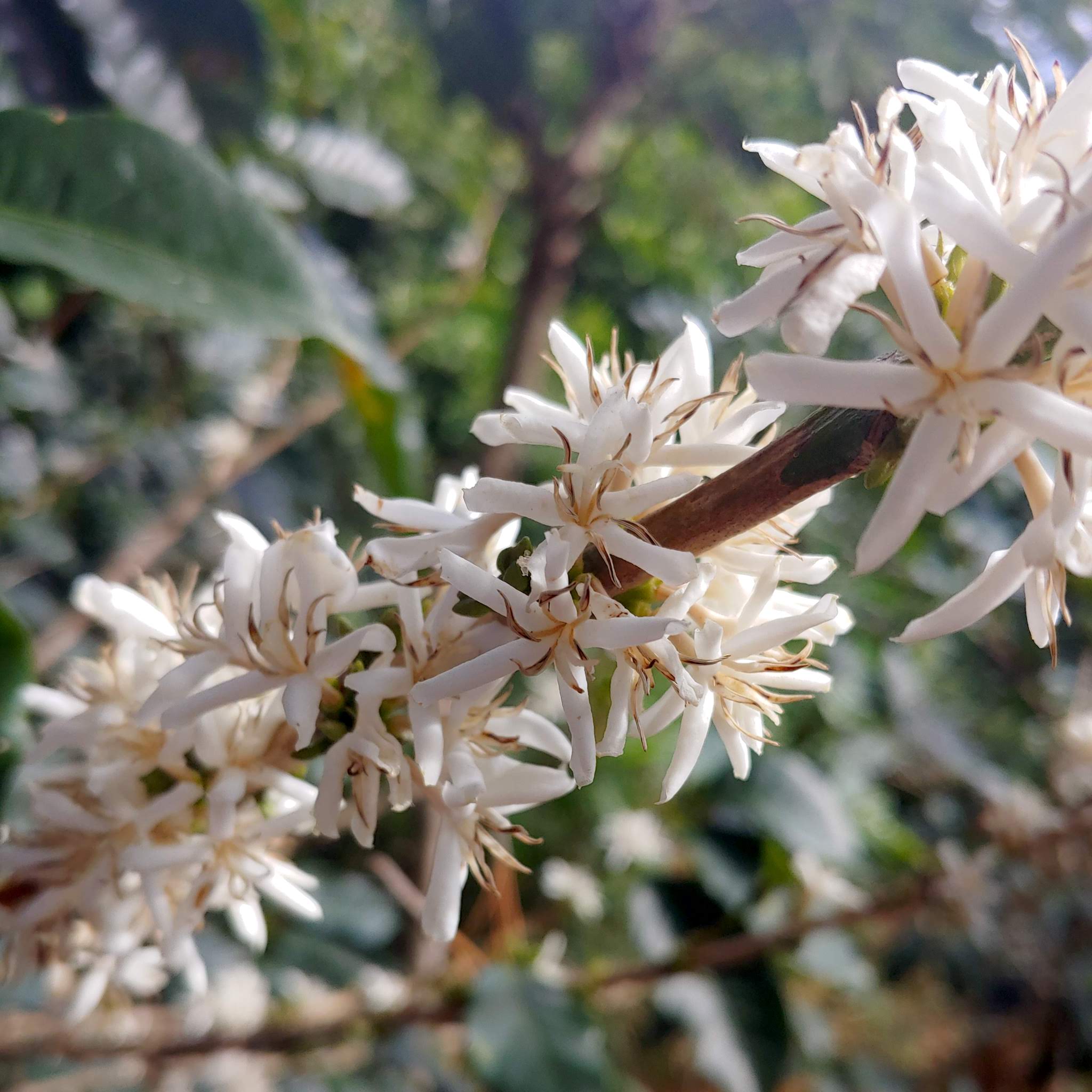 El Salvador | Finca Los Planes El Matazano Pacamara – PT's Coffee