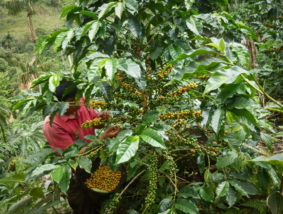 Pacamara Natural