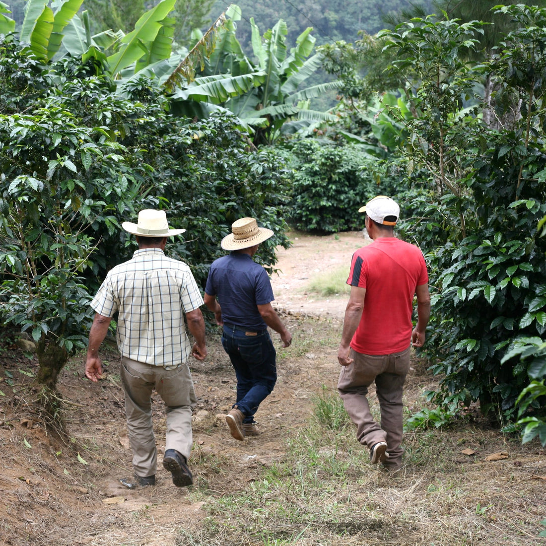 Huehuetenango Coffee + Honey Bundle