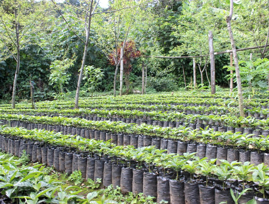 Ana Ortega Coffee + Honey Bundle