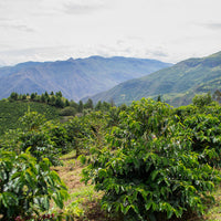 Hacienda La Papaya / Typica Washed