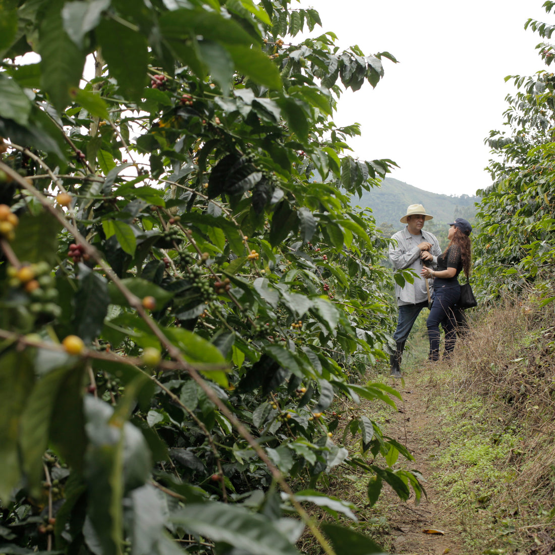 Sudan Rume Natural