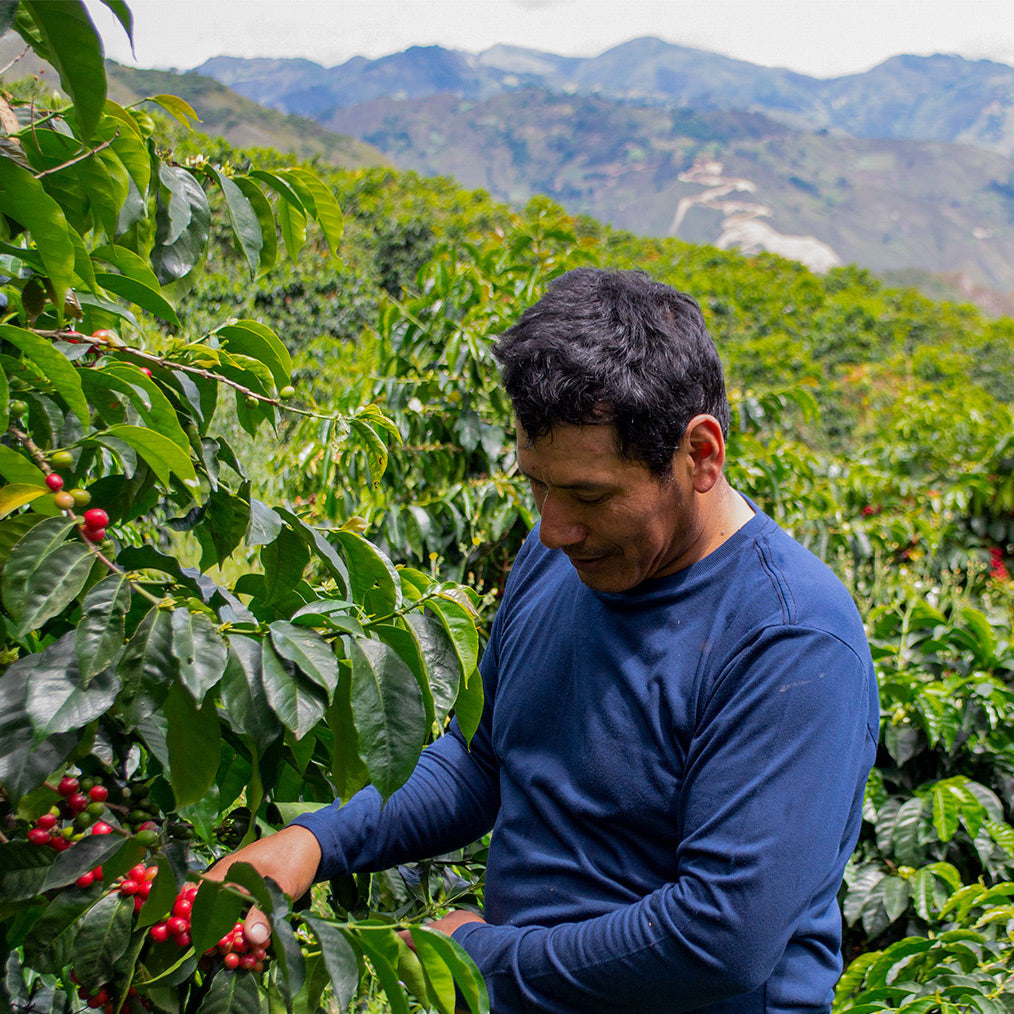 Hacienda La Papaya / Typica Washed