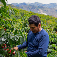 Hacienda La Papaya / Typica Washed