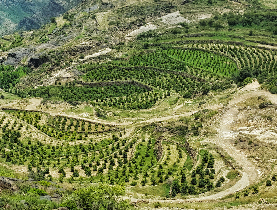 Haraaz Red / Mahal Aqeeq ul Station Natural