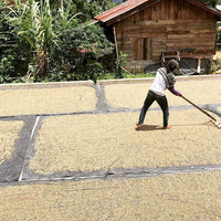 Washed coffee drying on tarps